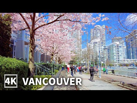 【4K】Vancouver Spring Walk with Cherry Blossoms 🌸David Lam Park to Science World | Travel Canada