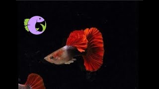HB Red Guppy - Vẻ đẹp lạnh lùng cao quý như những bông hồng trong đêm