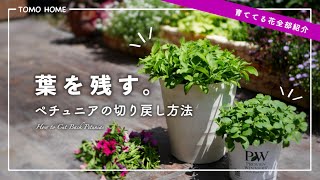 [Leaves are the lifeblood] Pruning petunias early is something you should do [Prepare for the rai...