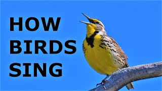 Download lagu Bagaimana Burung Bernyanyi? Mengapa Burung Bernyanyi? Oscines vs Suboscines mp3 Download lagu Bagaimana Burung Bernyanyi? Mengapa Burung Bernyanyi? Oscines vs Suboscines mp3