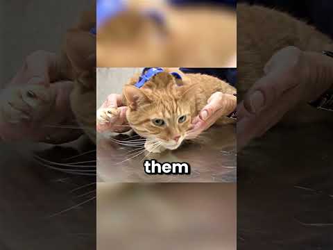 Why Do Cats Freeze Like This?