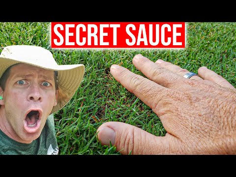 Fix Ugly Lawn Fast Without Seed or Sod