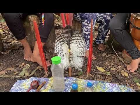 grupo txana aibu keneya da aldeia mae nia ibu isaka com sagrado os cantos das florestas xaux Xaux 🌳🙏