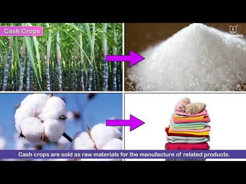 Our Crops | New Sparkle Semester Series Social Studies Grade 4 | Jeevandeep