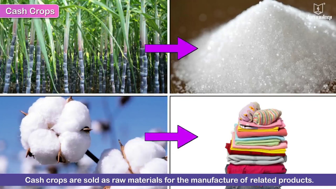 Our Crops | New Sparkle Semester Series Social Studies Grade 4 | Jeevandeep
