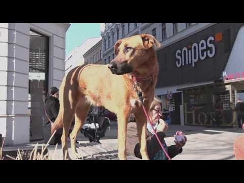 Laut Fragen - Kleine Tiere (Official Video)