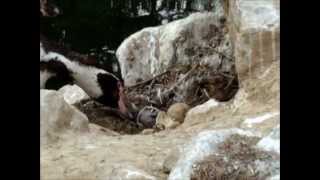 preview picture of video 'Pinguinküken schlüpft im Tierpark Sababurg am 04.07.2012'