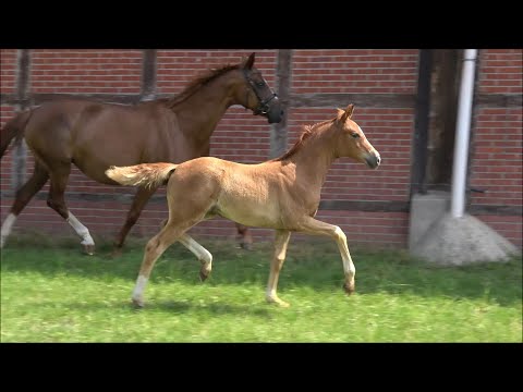 *2021 Stute von First Final - Dimaggio