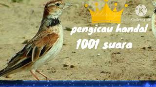 Download lagu burung pakling(mongolian lark)gacor si pengicau handal 1001suara(muktaraja9144) mp3 Download lagu burung pakling(mongolian lark)gacor si pengicau handal 1001suara(muktaraja9144) mp3