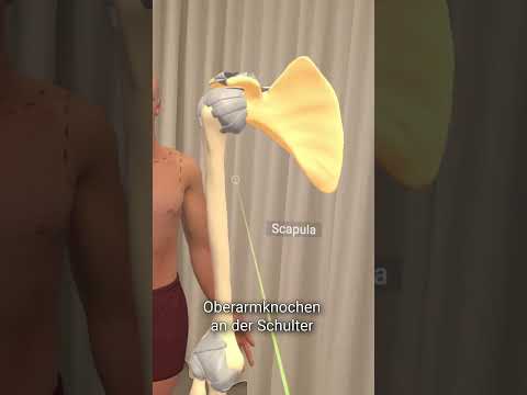 #Shorts Corpus StudyBuddy: Die Rotatorenmanschette