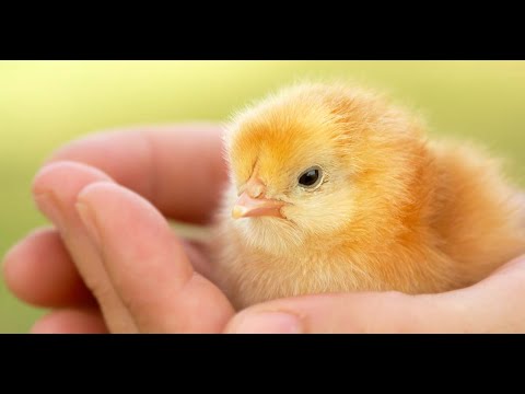 Anteprima: Allevamento pulcini