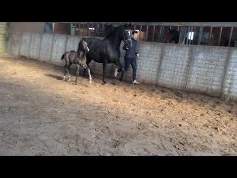 Finest Selection x Stedinger - sold