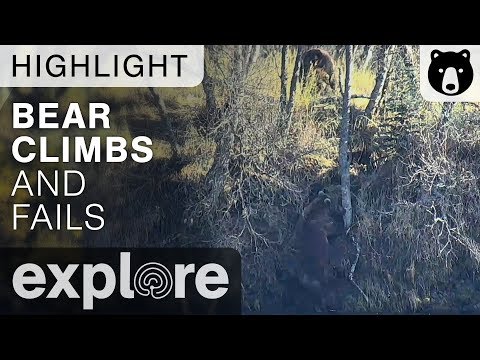 Bear Tries To Climb And Fails - Brown Bear Live Cam Highlight 10/21/17