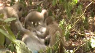 preview picture of video 'Vervet monkeys - Keekorok Lodge, Masai Mara, Kenya'