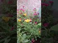 Good Morning Sort Video Sweet Full 🪷 ️
