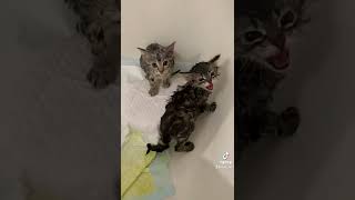 Ringworm Treatment in Kittens Pt.6: Start to Finish