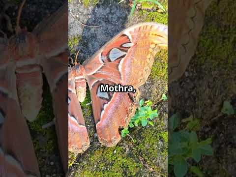 506 Million Year Old 'Mothra' Fossil Unveiled A Glimpse into Alien Like Early Life!