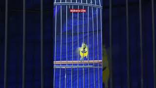 Download lagu Sogon trotol gacor ngleper #sogon #kicaumania mp3 Download lagu Sogon trotol gacor ngleper #sogon #kicaumania mp3