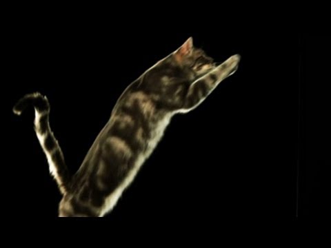 Katzensprung - Trailer Schulfilm Biologie