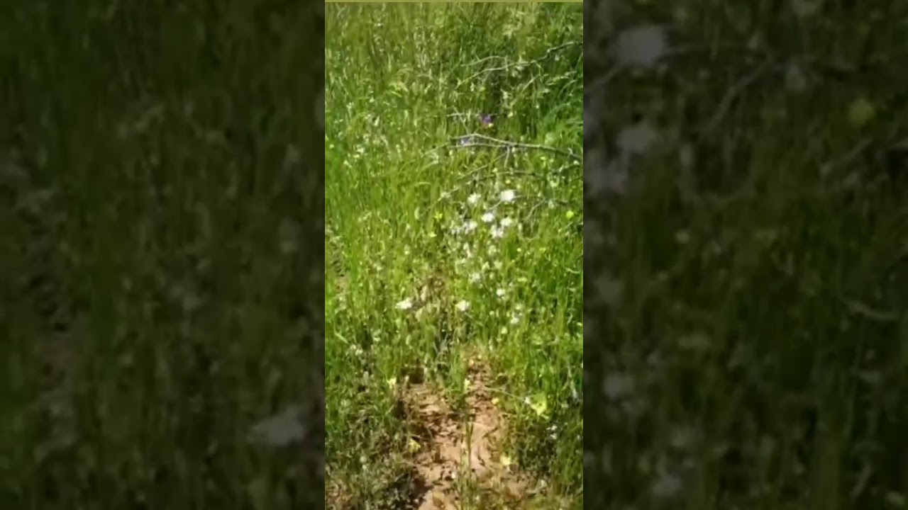 Gemma Echevarría Correa-20