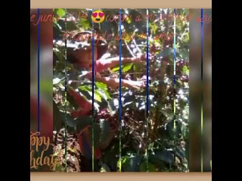 ,canción de cumpleaños