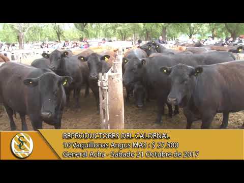 21-10-17 Venta de Vaquillonas Angus MAS - Reproductores del Caldenal - General Acha.