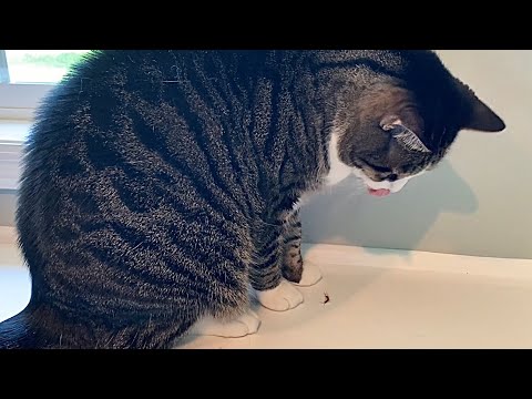 Cat Tries To Eat Centipede 🤣