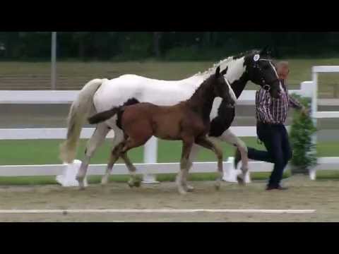 Hf v DeLorean x Carabas 2016