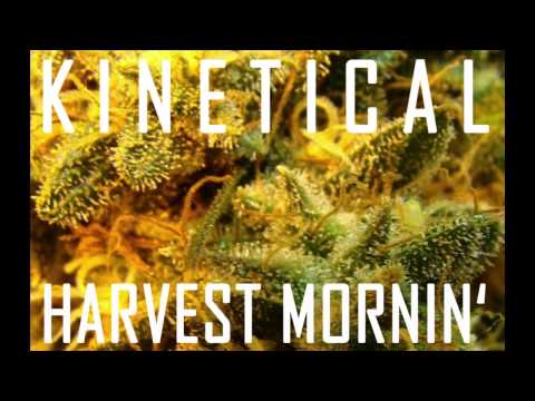 Kinetical - Harvest Mornin' [Bug A Boo Riddim/Kinetikush EP] [Nov 2012]