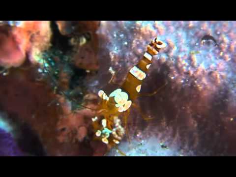 Macro Life of Amed - Bali Reef Divers - Dive Bali