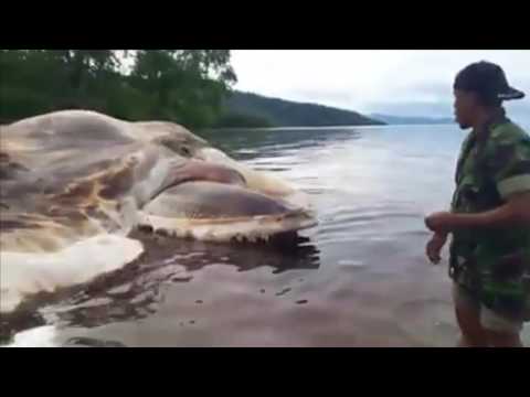 Viral, A giant squid found on the Seram beach, Maluku Indonesia