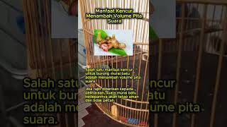 Download lagu Manfaat Kencur Menambah Volume Pita Suara #muraibatu mp3 Download lagu Manfaat Kencur Menambah Volume Pita Suara #muraibatu mp3