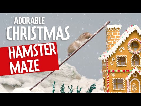 ADORABLE Christmas Hamster Maze Movie 🎁| FUN Holiday Pets