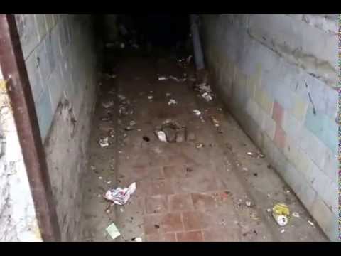 Rats in the basement