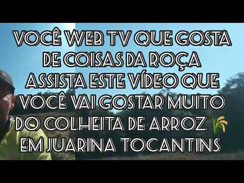 Colheita de arroz 🌾 em juarina Tocantins