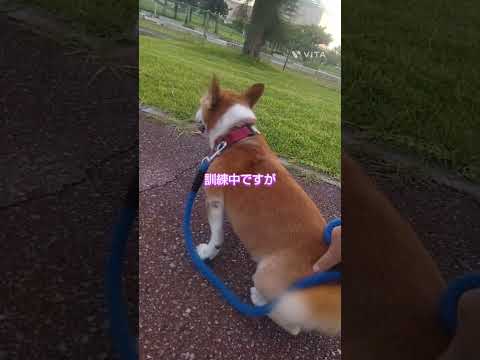 犬に一歩ずつ歩くように教える