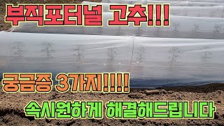 고추정식, 부직포터널 하고 난 뒤 가장 많이 묻는 질문 3가지!!!고추 활착 100% 고추 농사 잘 짓는 법…