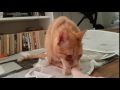 Miezi Miez Cat Hates Stinky Foot
