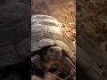 Terrific Tortoises