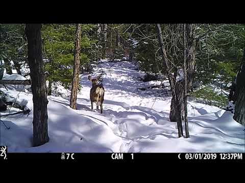 trail cam mar 2019