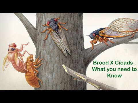 What is cicada insect? Cicadas insect facts