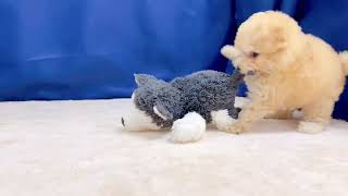 トイプードルの動画01