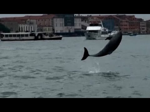 Delfin Mimmo begeistert Venedig, doch in der Lagune droht Gefahr