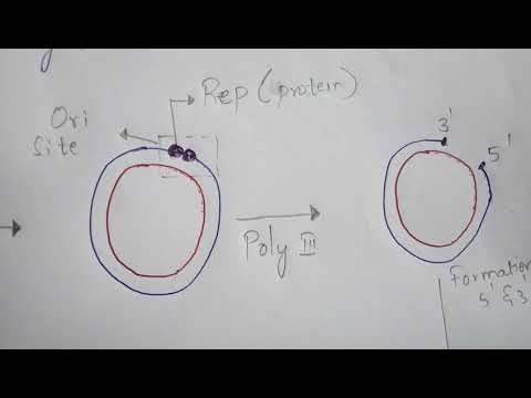 DNA REPLICATION part 1 BY PHANINDRA GUPTA