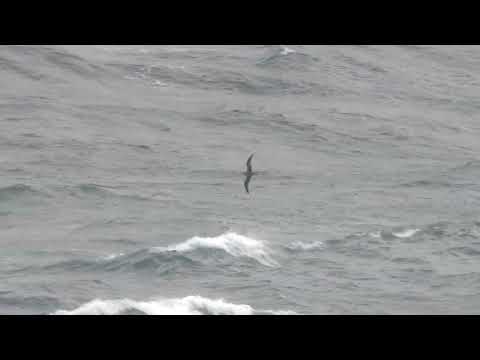 Cory's Shearwaters, Pendeen, Cornwall, 2nd & 5th August 2023
