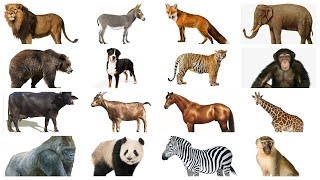 Learn Animals names with Pictures in English  Farm