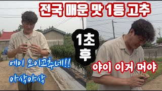 오이고추(아삭이고추)에서 매운 맛이??? 와!!!! 먹어본 고추 중에 가장 맵다!!! 와이프에게 먹이고 이혼…