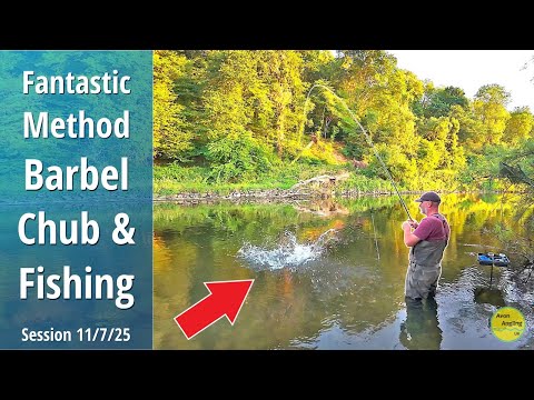 FANTASTIC METHOD BARBEL & CHUB FISHING - Opportunistic River Wye Session - 11/7/25 (Video 591)