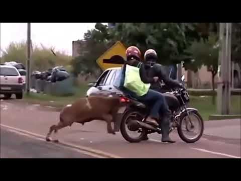 , title : 'funny video with animals-αστεία βίντεο με ζώα'