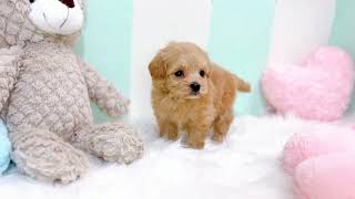 ハーフ犬の動画01